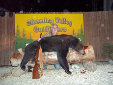 Blooming Valley Outfitters - 2012 Bear Hunt