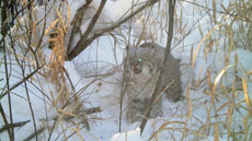 Blooming Valley Outfitters - BobCat Hunt