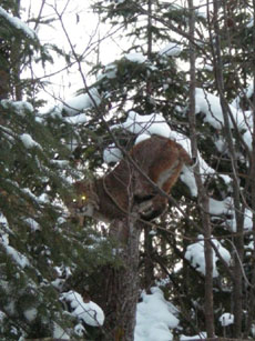 Blooming Valley Outfitters - Bob Cat Hunt