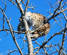 Blooming Valley Outfitters - Bobcat Hunt